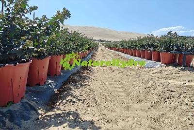 Wholesale Plastic Berry Grow Pots | Bulk Gardening Supplies